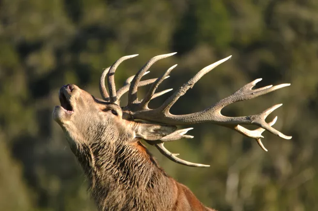 Le Brame du cerf