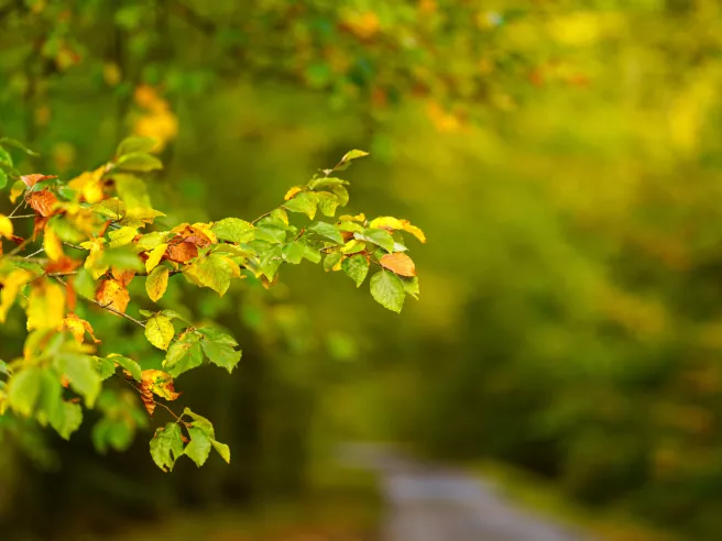 nature