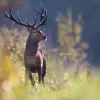 brame du cerf